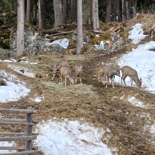 Wildtierfütterung 2023/24