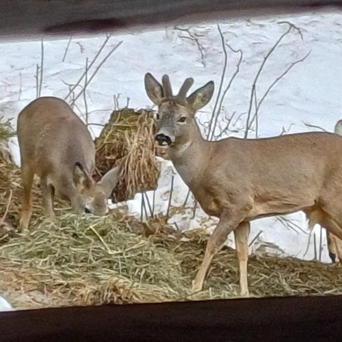 Wildtierfütterung 2023/24