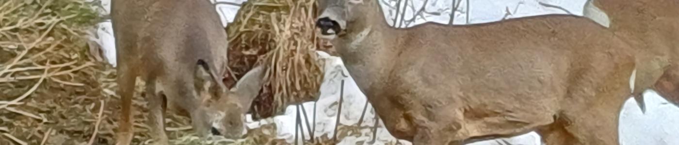 Wildtierfütterung 2023/24